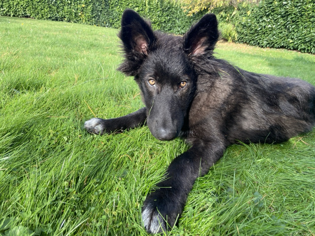 Alaskan Malamute – adoption Chien-Loup 6 mois – Aiseau-Presles