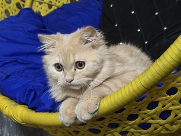 Persian (Modern) – selling – New Delhi