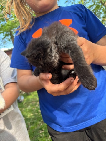 baby kitten