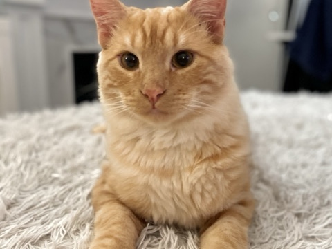 Ragdoll – Calm Young Male Cat Looking for Loving Home – El Cajon