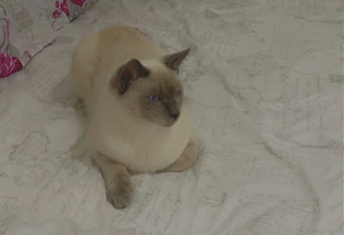 Siamese – Trying to find my cat a new home owner !