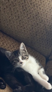 Russian White, Black and Tabby – You Will Love Him🫶🏽