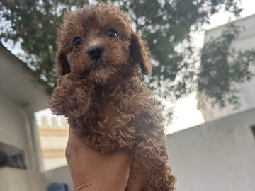 Poodle - toy poodle puppy male  available for adoption in Dubai
