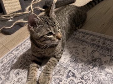 American Shorthair – TAKE ME HOME!! – Cypress