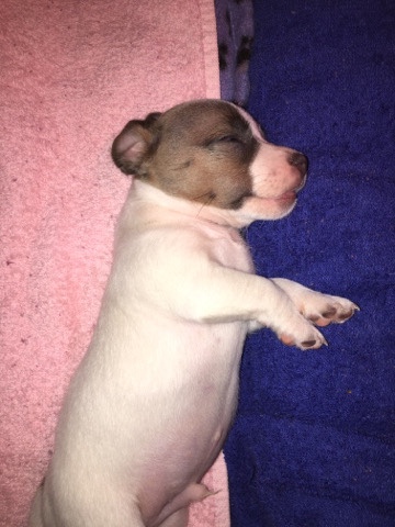 Rat Terrier – rat Terrier pup miniature
