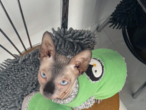Sphynx – Roczny kot Sfinks – kochający, szuka nowego domu – Łódź