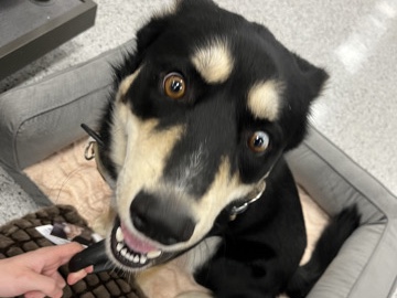 Siberian Husky – Male Siberian Husky (Neutered) – Marion