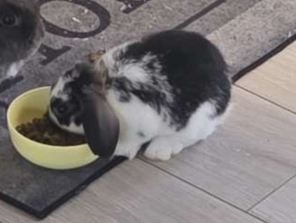 Mini Lop – MALE MINI LOP – Peterlee