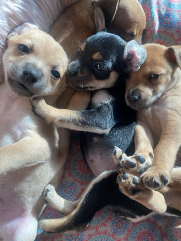 3 puppies