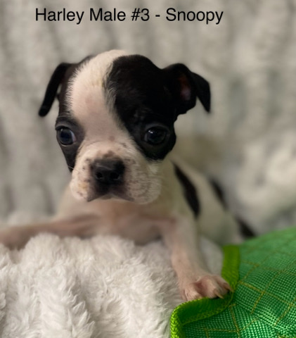 Boston Terrier – AKC Boston Terrier