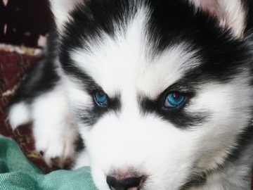 Siberian Husky – siberian husky male puppies – Ahmedabad