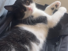 kitten / she’s black and white – Bristol
