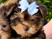 Yorkshire Terrier – Chocolate YORKIE girl – Austin
