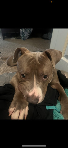 American Pit Bull Terrier – greybullpit