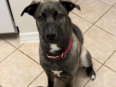 Siberian Husky – Pitskie for Sale! 2yr old super sweet. – Milton