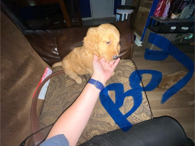 Golden Retriever – Full blooded golden retrievers