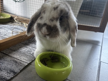 Holland Lop - Regalamos Conejo available for adoption in Madrid