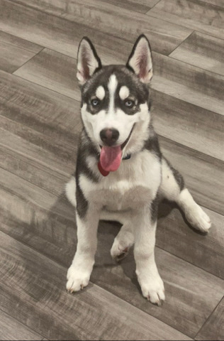 Siberian Husky – Siberian husky puppy