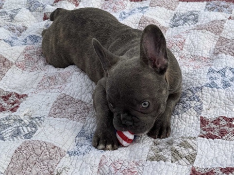 French Bulldog – Capri- 5 months old – Chicago
