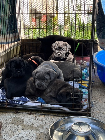 Cane Corso – looking for homes