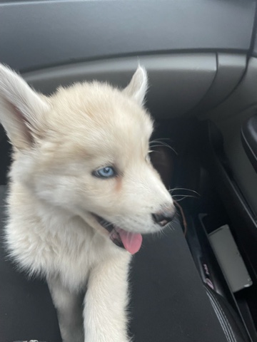Siberian Husky – n/a