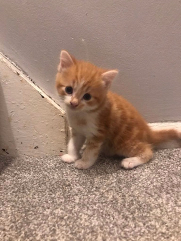 British Semi-longhair – Male ginger tabby