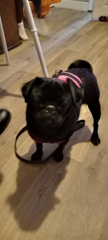 Pug – beautiful black pug