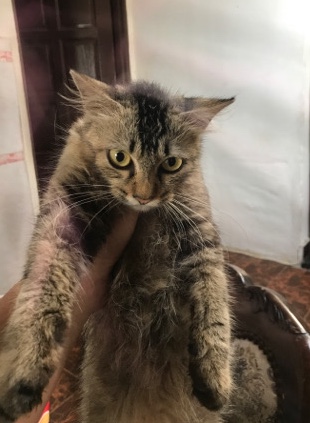 Persian (Modern) – idk what breed she is but she looks like a persian