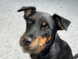 Jagdterrier – Jagdterrier Elvis sucht liebevolle neue Hände – Berlin