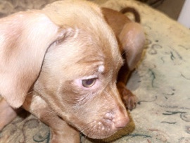 American Pit Bull Terrier - puppies for sale available for adoption in Toronto