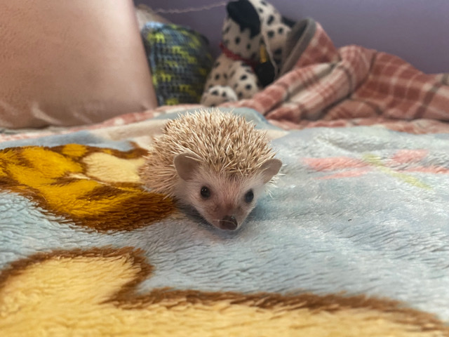 hedgehog – Rehoming hedgehogs