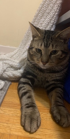 American Shorthair – Manx Cat