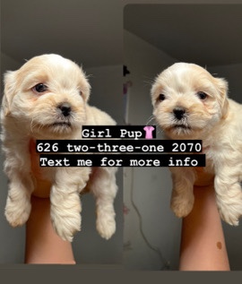 Shihtzu