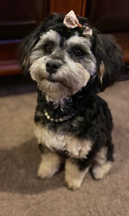 Poodle – Rehoming Maltipoo Stormi