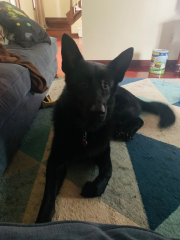 German Shepherd – Black German Shepard