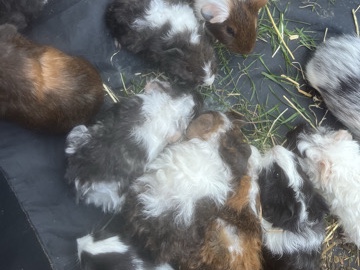 baby guinea pigs 