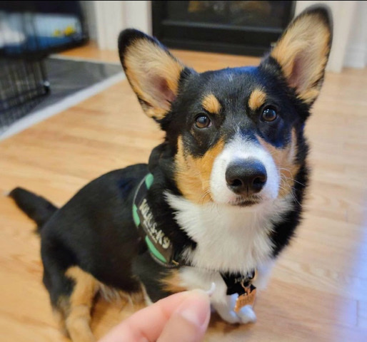 Cardigan Welsh Corgi – rehome