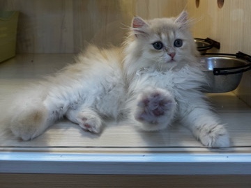 British Longhair – Adorable British Longhair Kitten – 3 Months Old in New York – Jersey City