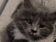 Maine Coon – Main **** Kittens for Sale – East Yorkshire