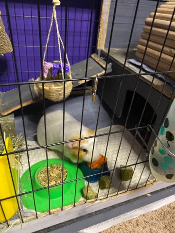 male Guinea pig