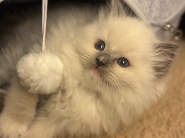 Ragdoll – Ragdoll kittens – Riverside