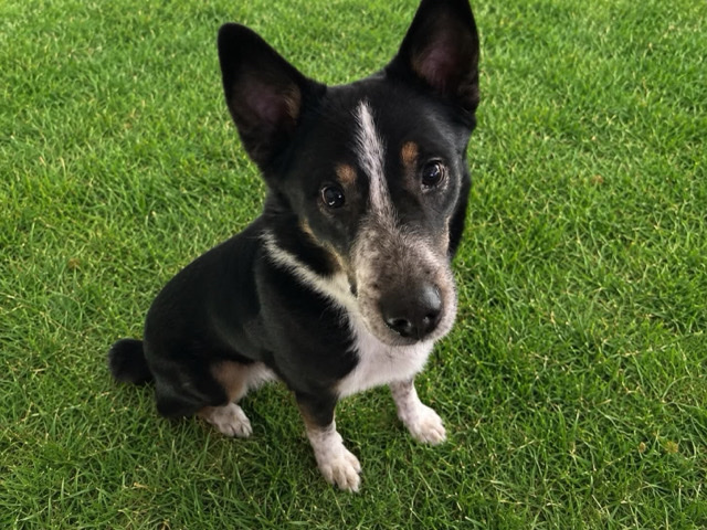 Mixed Breed – adopt a pet today! – Long Bottom