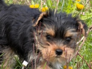 Yorkshire Terrier – Yorkshire Terrier – Ins