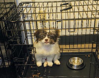 Teddy your new playful friend! – Newark