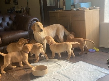 Labrador Retriever – Labrador Retriever Puppies – Blackpool
