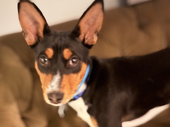 Basenji – Odin Basenji – Goose Creek