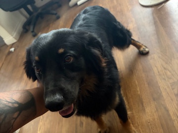 Australian Shepherd – Friendly 2-Year-Old Australian Shepherd – San Diego – San Diego