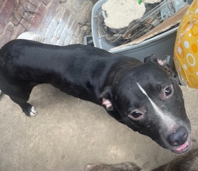 American Pit Bull Terrier – selling