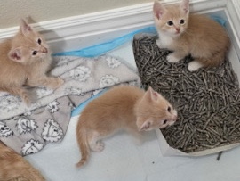 male kittens – San Jose