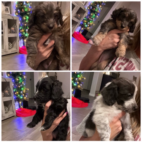 Poodle – Doxipoo Puppies